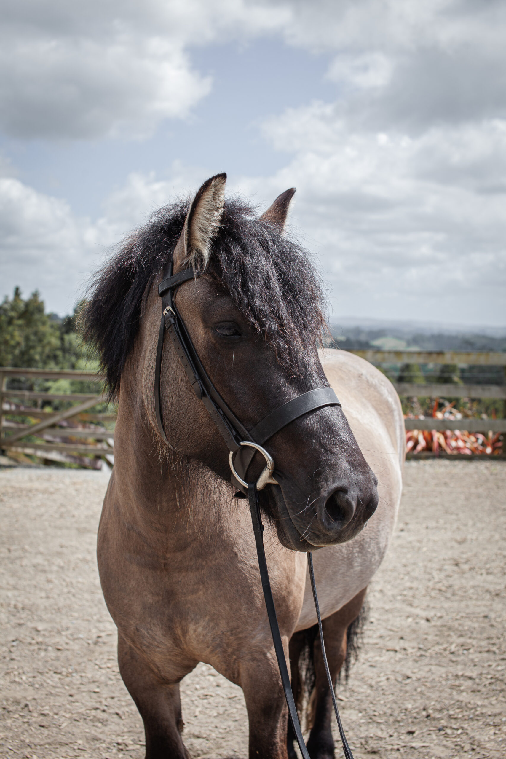 Lochnagar Honour – Lochnagar Highland Pony Stud