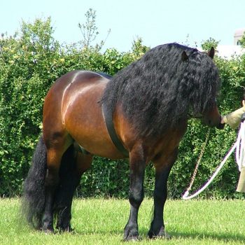 royalcornwallshow8-1-2 royalcornwallshow8-1-2